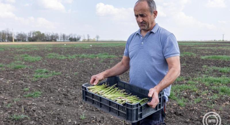 Stabil a kereslet a magyar spárga iránt a belföldi és az exportpiacokon