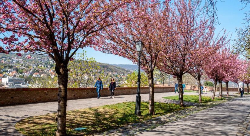 Altcoin-tavasz: 20%-os erősödött a Polkadot, felrobbant néhány altcoin árfolyama