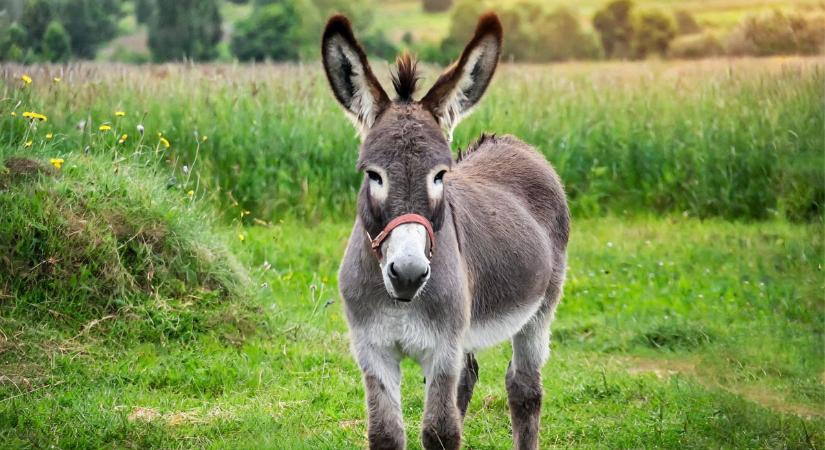 Spanyolországban a szamarak akadályozzák meg az erdőtüzeket