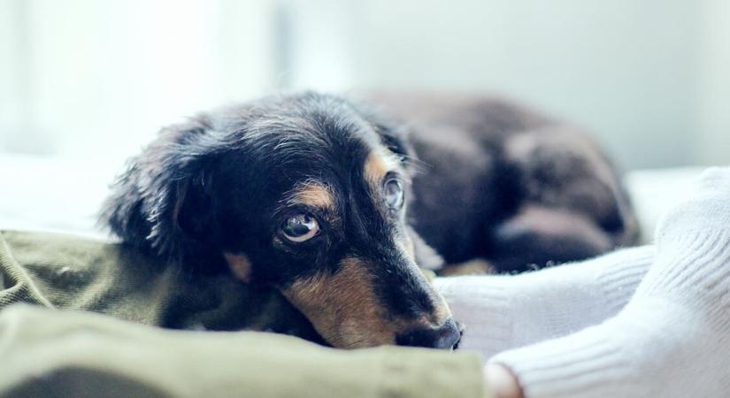 Mire gondol valójában a kutya, amikor bámul?