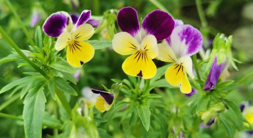 Hova tűnt az ókori tudás? Miért felejtettük el, hogy virágokkal is fűszerezhetünk?