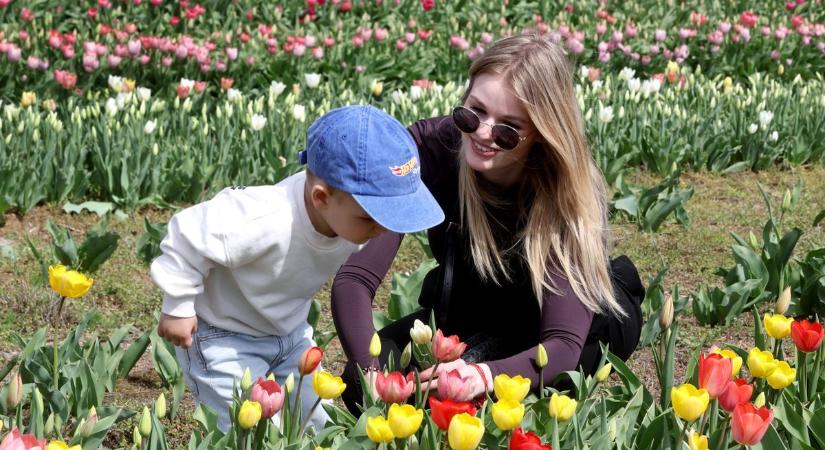 Vasárnap az ország legnagyobb tulipáncsokrát szeretnék megalkotni Szőlősgyörökön (sonline.hu)