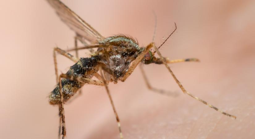 Exotikus fertőzés miatt bénult le egy 12 éves magyar fiú