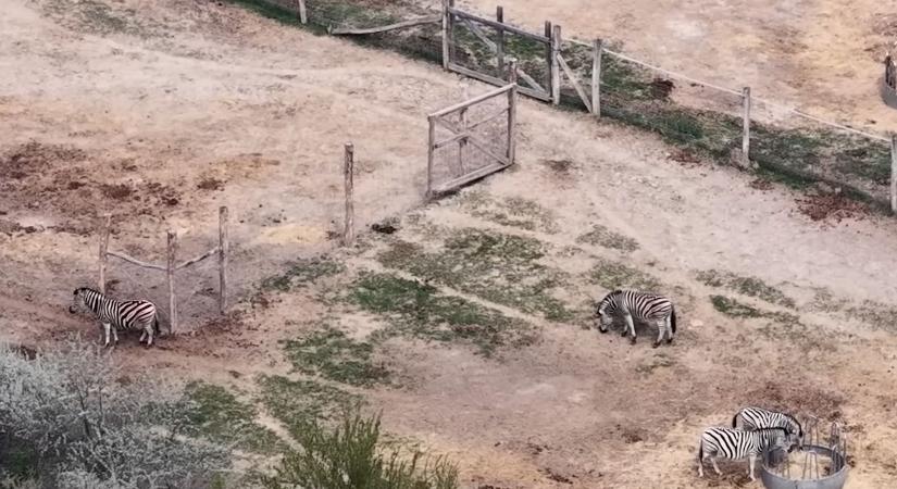 Eltűnt zebrák Hatvanpusztán: tíz helyett csak négyet talált a Kontroll