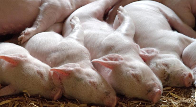 Lassan magára talál a sertéspiac