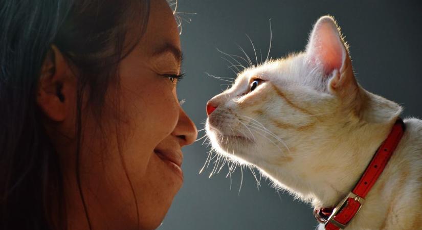 „Tökéletes és kompakt cicacsomag” – Vagy mégsem? Gazdik vallottak a macskák rossz szokásairól