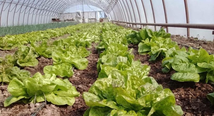 Zöldségeket is árulnak a városházán, közmunkások termesztik fóliasátrakban
