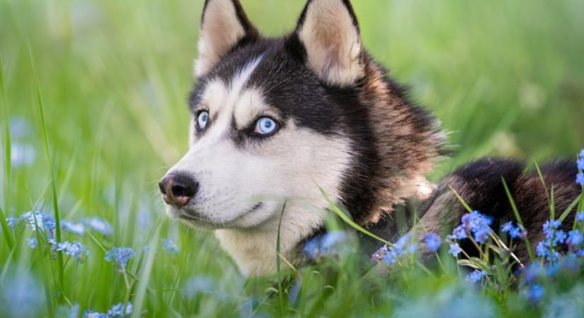 Minden éjjel a babaágynál őrködik a hűséges husky: könnyeket fakaszt, amit a kisfiú tesz