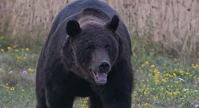 Motorját hátrahagyva menekült a medve elől egy fiatalember