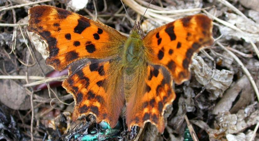 Felbukkant a szárnyán betűt viselő lepke