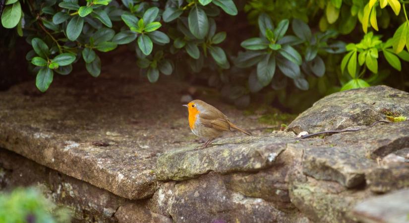 Madárbarát kert: így alakítsd ki, hogy valóban működjön