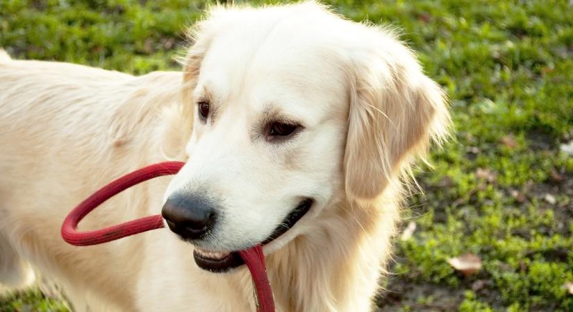 Miért rángatja és harapdálja a kutya a pórázát? Az állatorvos elárulja, mit akar üzenni vele