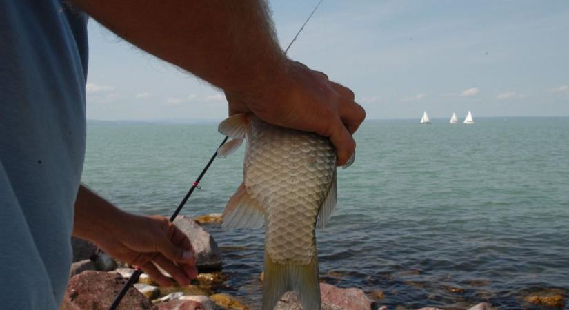 Úgy kapkodták ki a halakat a Balatonból, mintha nem lenne holnap, meg is lett az eredménye
