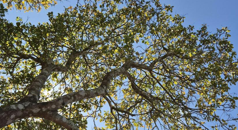 Elindult a 2026-os Év fája verseny, várják a nevezéseket