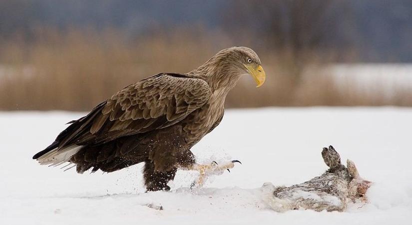 TOP 5 fokozottan védett állat, amely természetvédelmi értéke 1 millió forint