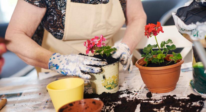 Zöldebbé válik kedvenc virágföldünk, de ugyanolyan jó marad