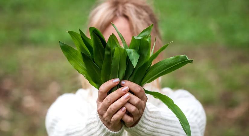 Halálos lehet, ha erre nem figyelsz: mutatjuk, hogyan érdemes medvehagymát gyűjteni