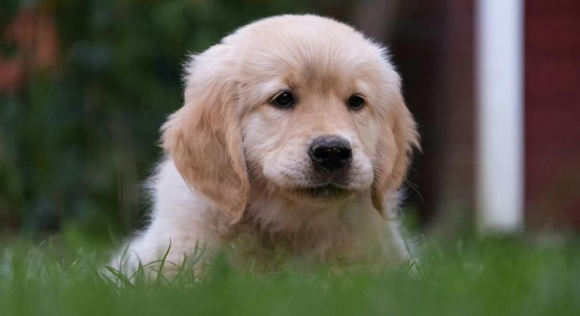 Nem igaz a hét kutyaév szabály, tudományos adatok cáfolják az elméletet