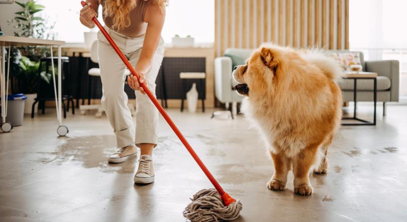 Figyelmeztetést kaptak a kutyatulajdonosok: vigyázz, téged is érinthet