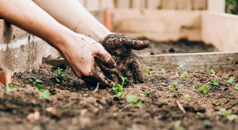 Ezt a hibát mindenki elköveti a kertben – pedig komoly ára van