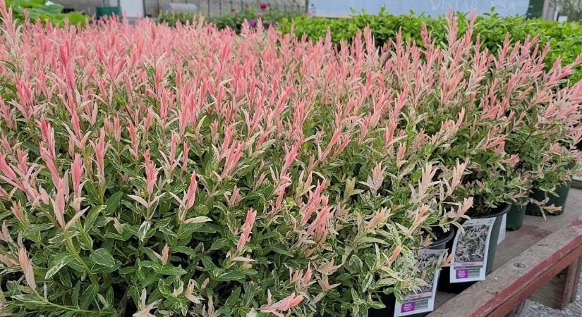 Japánfűz gondozása: Erre kell figyelned, hogy meseszép legyen