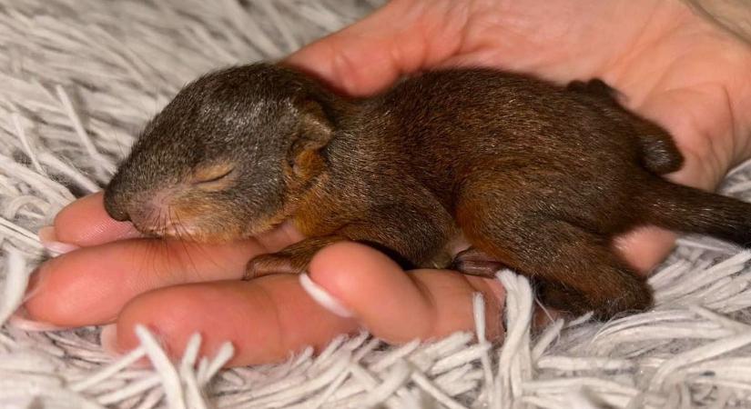 Sorban kerülnek bajba a bébimókusok, mutatjuk a cukiságözönt (képgaléria, videó)