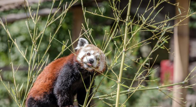 Fontos bővítést jelentett be a budapesti Állatkert