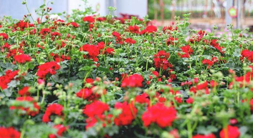 Mikor ültessük ki a muskátlit? Mutatjuk a tuti tippet, itt hasznos tanácsokat is talál