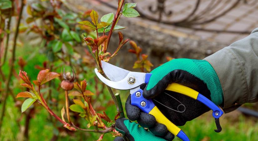 Ha most nem metszed meg, később bánhatod – ezek a növények áprilisban igénylik a visszavágást