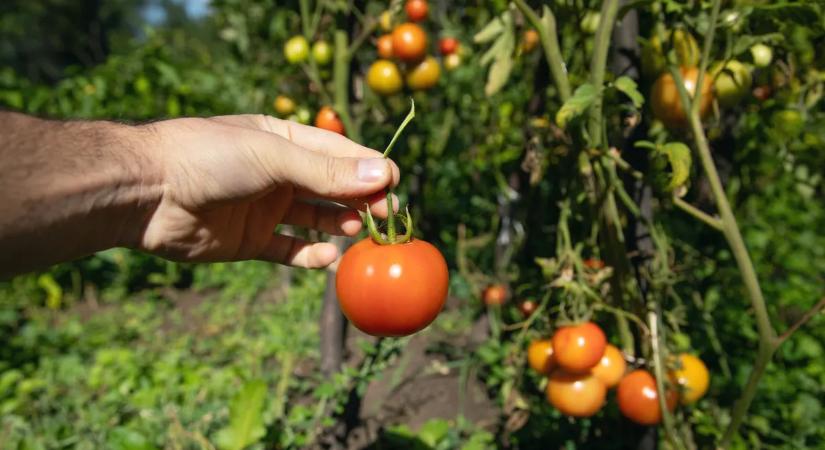 5 hiba, ami nagyban visszavetheti a paradicsomtermést
