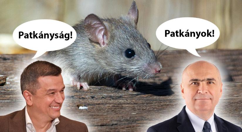 Szintet léptek a koalíciós veszekedésben, már a patkányozásnál tart Bolojan és Grindeanu – hírek szombaton