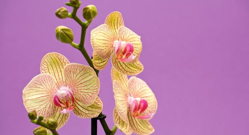 Csak ezt az egyet tedd meg az orchideáddal még áprilisban: dús virágzással hálálja meg