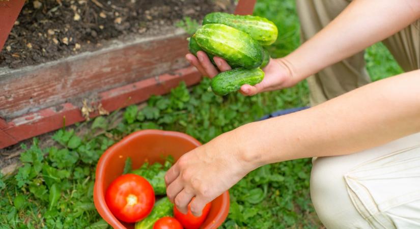 Megállíthatatlan növekedés: ezt öntsd az uborkára és a paradicsomra, és nem győzöd majd szedni a termést