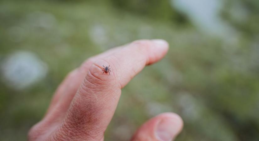 Egy rövid városi séta után sem vagy biztonságban, már a parkokban is támadnak a kullancsok