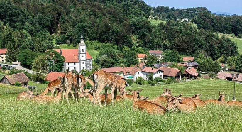 Szeretnél szarvast etetni vagy egyedül bóklászni a „dzsungelben”? Szlovénia még mindig tartogat meglepetést