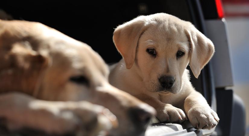 Ivartalanítás: Még mindig félnek a szótól a gazdik
