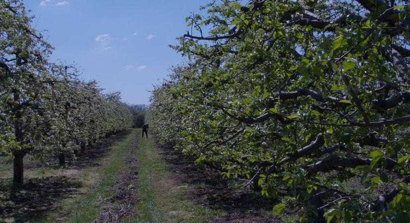 Sokkoló látvány a szabolcsi kertekben: kegyetlen a pusztítás, kiderült a szomorú ok!