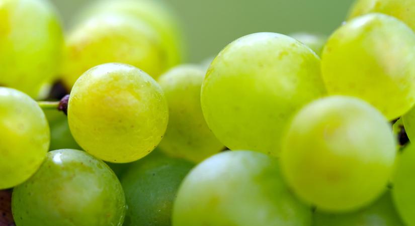 Eltűnhet a chardonnay Magyarországról