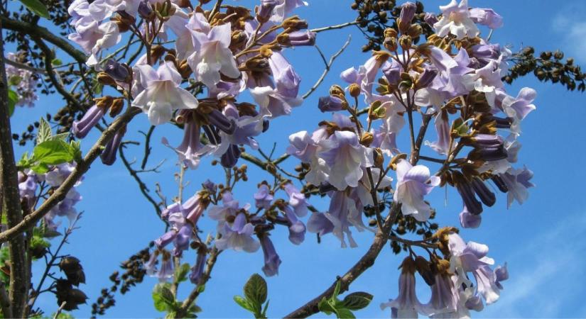 Néma gyilkos a kert végében: a hiba, amit minden második hobbikertész elkövet