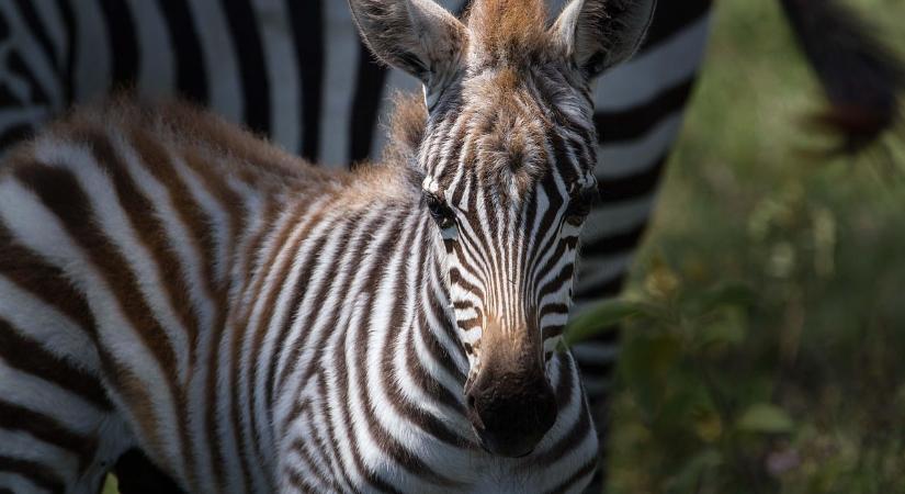 Hatvanpuszta zebráit is megszégyenítik ezek a mutáns kinézetű tehenek, mezőgazdasági csodafegyvereknek szánják őket