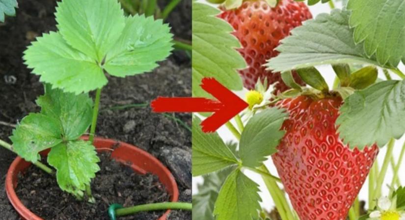 A magyarok így termesztik az epret: 3 egyszerű trükk, ami brutális termést hoz