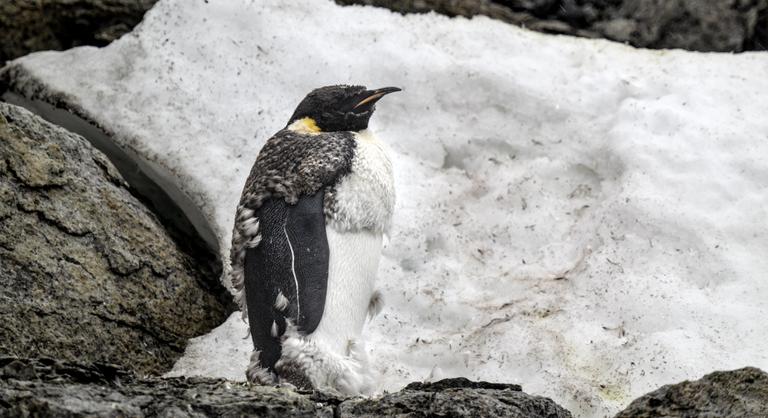 Nem akarjuk elengedni a fosszilis energiát, a pingvineket és fókákat is feláldozzuk inkább