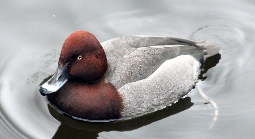 Közösen a cigányréce védelméért