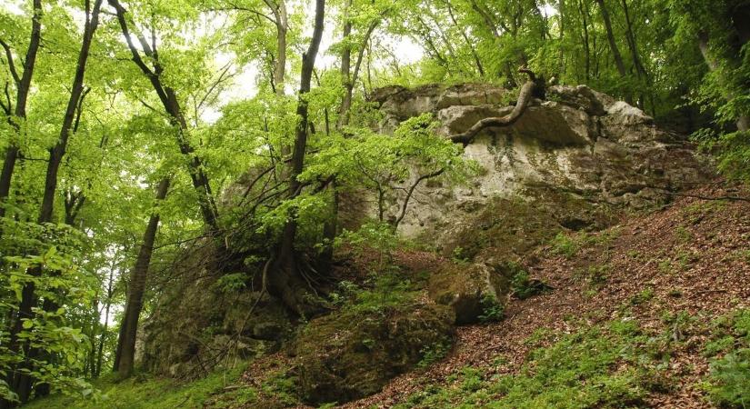 Sérült túrázóhoz siettek a tűzoltók, gyalog mentek érte a nehéz terepen