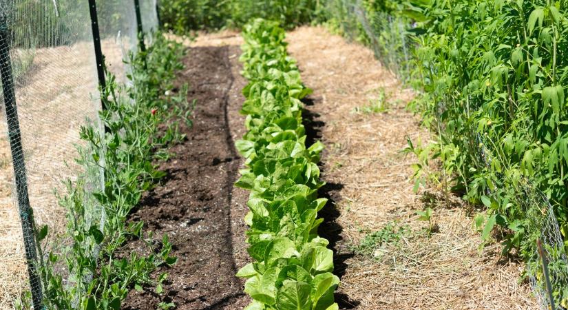 Miért ne ültess soha paradicsomot a burgonya mellé?