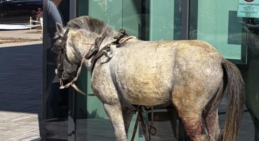 Szürreális jelenet a szabolcsi városban: elszabadult egy ló, sajnos a baj is megtörtént! (fotók)