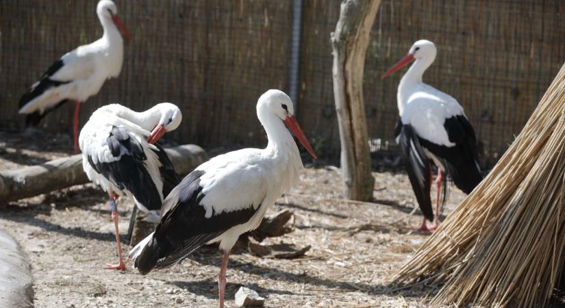 Hétezer második esély – négy éves a Sóstó Vadvédelmi Központ (galéria)