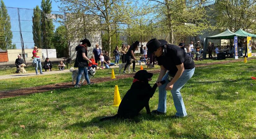 Kutyák vették birtokba a Petőfi-szigetet, ahol ismét a bajai állatvédőket támogatták  fotók, videó