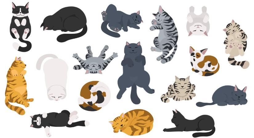 Nem véletlen a póz, amiben alszik: ezt üzeni a macskád testtartása