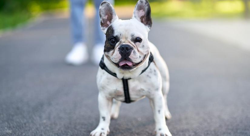 Sokan rajonganak értük, de egy állatorvos szerint ez az 5 kutyafajta nem a legjobb választás